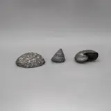 Márgara Pani, CONCHAS, Bronce, una de ellas marcada 17/100