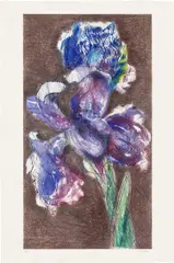Dutch Iris II by William Kentridge, 1993-98, Etching and aquatint in colours, on Arches paper, with full margins, sold Jan 2022