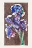 William Kentridge, Dutch Iris II
