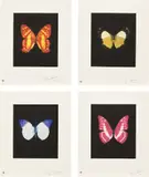 Butterfly Etchings: four plates by Damien Hirst, 2009, Four etching and aquatints in colours, on wove paper, with full margins, sold Jun 2022