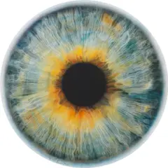 Marc Quinn, Chromosphere, 2018, Pigment print in colours with screenprinted varnish, on Somerset Satin paper mounted to board (as issued), the full sheet