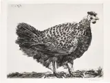 Pablo Picasso, La poule (The Hen) (Bl. 694, Ba. 896), 1952, Aquatint, drypoint and scraper, on Arches paper, with full margins