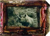 Peter Beard, Ruhuti Valley (Aberdare Forest, Kenya), record-class rhino [circa 47"]