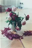 Pfingstrosen by Wolfgang Tillmans, 2004, Chromogenic print, mounted, sold May 2022