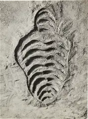 Ana Mendieta, Untitled from Sandwoman, 1983, Gelatin silver print