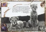 Peter Beard, Orphaned cheetah cubs @ Mweiga nr. Nyeri (KENYA) for The End of the Game / Last word from Paradise, 1968, Unique work, comprising a gelatin silver print with ink, blood, grass and affixed gelatin silver prints, executed later