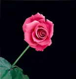 Rose by Robert Mapplethorpe, 1989, Dye transfer print, mounted, sold May 2022
