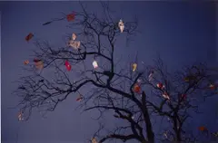 Vitral by Gabriel Orozco, 1998, Dye destruction print, sold May 2022