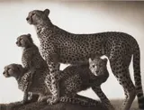 Cheetah and Cubs, Maasai Mara by Nick Brandt, 2003, Archival pigment print, sold May 2022