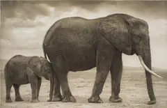 Elephant Mother with Baby at Leg, Amboseli by Nick Brandt, 2012, Archival pigment print, mounted, offered May 2022