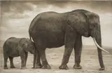 Elephant Mother with Baby at Leg, Amboseli by Nick Brandt, 2012, Archival pigment print, mounted, offered May 2022