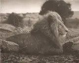 Nick Brandt, Lion on Burned Ground, Serengeti