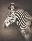 Nick Brandt, Portrait of Baby Zebra, Lewa Downs