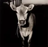 Peter Hujar, Cow with Straw in its Mouth, 1978, Gelatin silver print