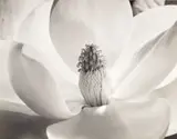 Imogen Cunningham, Magnolia Blossom, 1925, Gelatin silver print, printed later, mounted