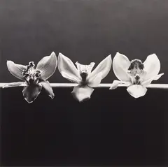 Orchid by Robert Mapplethorpe, 1983, Gelatin silver print, sold Nov 2022
