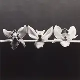 Robert Mapplethorpe, Orchid, 1983, Gelatin silver print