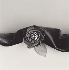 Rose by Robert Mapplethorpe, 1987, Gelatin silver print, mounted, printed 2016, offered Nov 2022