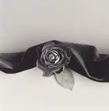 Robert Mapplethorpe, Rose, 1987, Gelatin silver print, mounted, printed 2016