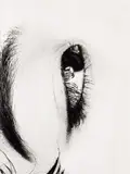 Erotos by Nobuyoshi Araki, 1993, Gelatin silver print, sold Nov 2022
