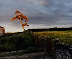 Sam Taylor-Johnson, Self Portrait as a Tree, 2000, Chromogenic print, mounted