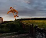 Sam Taylor-Johnson, Self Portrait as a Tree