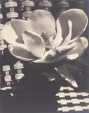 Man Ray, Magnolia Blossom, 1926, Gelatin silver print, mounted