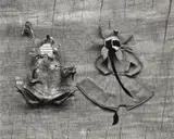 Frederick Sommer, Frog and Flower