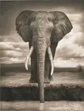 Elephant Drinking, Amboseli by Nick Brandt, 2007, Archival pigment print, offered Nov 2022