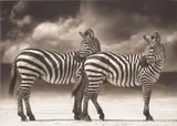 Zebras Turning Heads, Ngorongoro Crater by Nick Brandt, 2005, Archival pigment print, offered Nov 2022