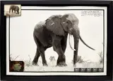 Peter Beard, Last of the "100 lbers" (100 lbs ivory/side), 1965, Unique work, comprising a gelatin silver print with ink, affixed Polaroid with blood and gelatin silver contact prints; accompanying gelatin silver print tucked into the frame, executed later