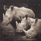 Three Rhinos, Lake Nakuru by Nick Brandt, 2007, Archival pigment print, sold Nov 2022