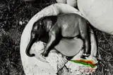 Peter Beard, Uganda, Murchison Park, for The End of the Game, 1966, Unique work, comprising a gelatin silver print with ink and paint, executed later