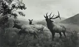 Hiroshi Sugimoto, Wapiti