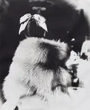 Lillian Bassman, The Little Furs: Mary Jane Russell in a cape-jacket by Ritter Brothers at the Essex House, New York