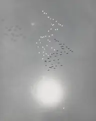 William Garnett, Snow Geese with Reflection of the Sun over Buena Vista Lake, California, 1953, Gelatin silver print, mounted, printed later