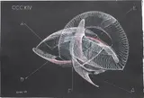 Desmond Paul Henry, Diagram for "Zoology of Antigeos", 1966, white and red India ink on black paper