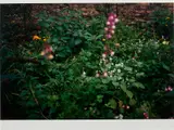 Garten by Wolfgang Tillmans, 2008, c-print, sold Oct 2022