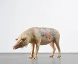 Wim Delvoye, Vladimir (Le Cochon), 2000-01, tattooed taxidermy pig