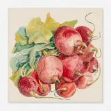 Don Nice, Radishes #2, 1966, watercolor on paper