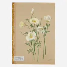 Albert Robert Valentien, Eschscholzia Californica, California Poppy, c. 1915, watercolor on paper