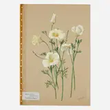 Albert Robert Valentien, Eschscholzia Californica, California Poppy, c. 1915, watercolor on paper