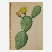 Albert Robert Valentien, Opuntia Engelmanni, Prickly Pear, c. 1915, watercolor on paper