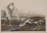 John James Audubon, Tell-Tale Godwit