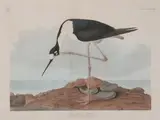 John James Audubon, Long-Legged Avocet