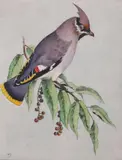 Benson Bond Moore, Bohemian Waxwing, Hand-colored etching