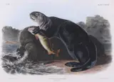 John Woodhouse Audubon, Sea Otter, Lithograph with hand coloring by J.T