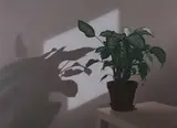 Ronald Bowen, Interior with Plant, Oil on canvas