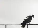 Michelangelo Pistoletto, Auktion 419, Los 247