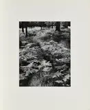 Ferns, Valley Floor by Ansel Adams, 1948, Gelatinesilberabzug, sold Nov 2018